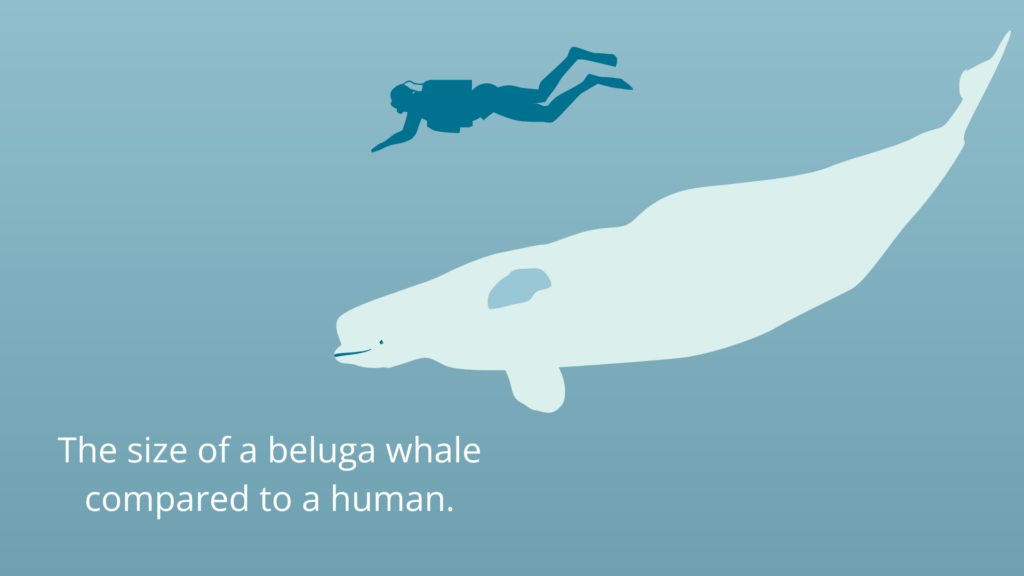 Illustration comparing the size of a beluga whale to a human.