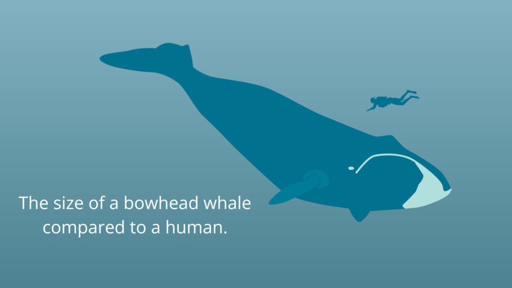 Illustration comparing the size of a bowhead whale to a human.